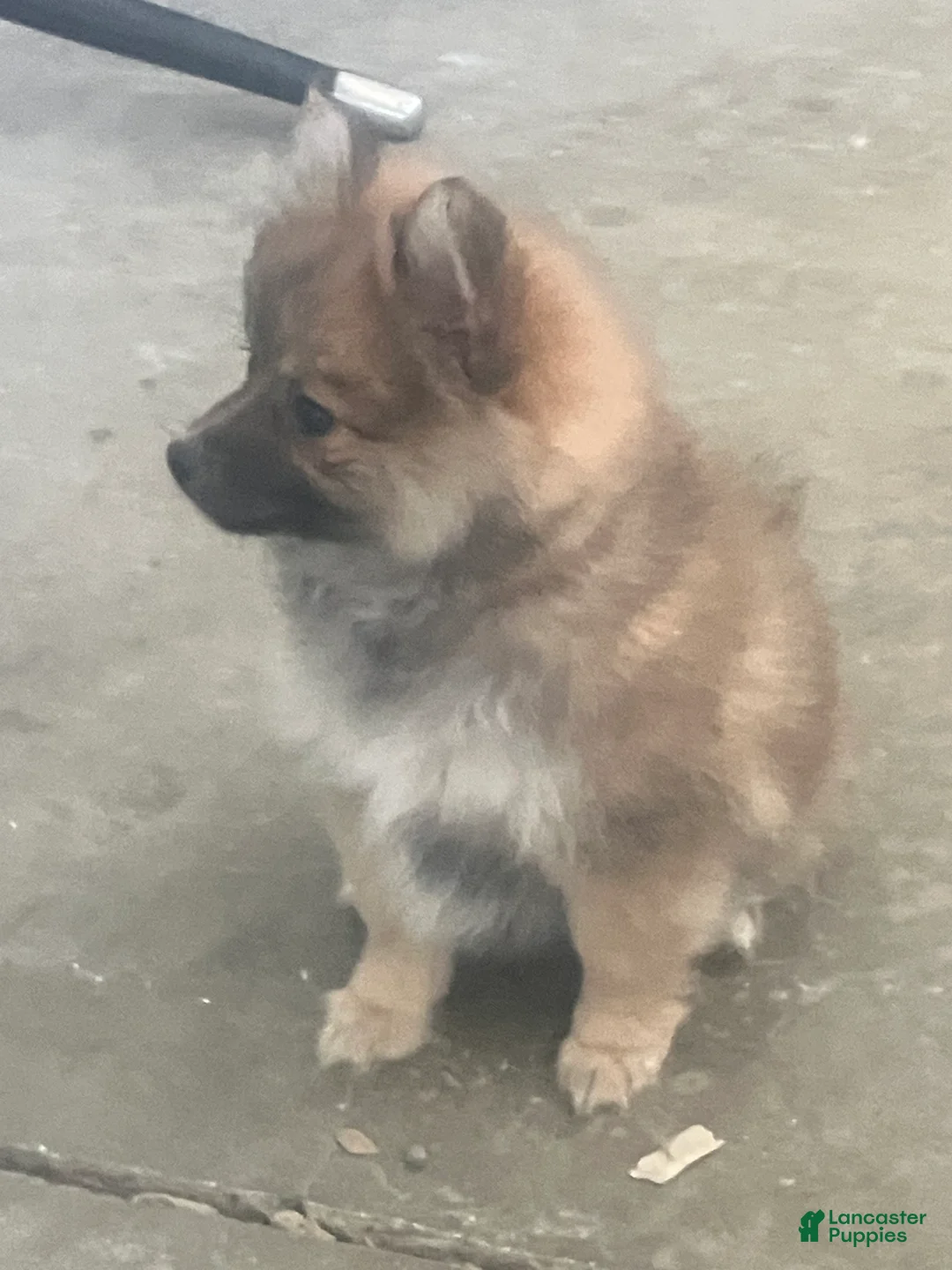 Pomeranian dogs for sale: Pansy - Ad 2
