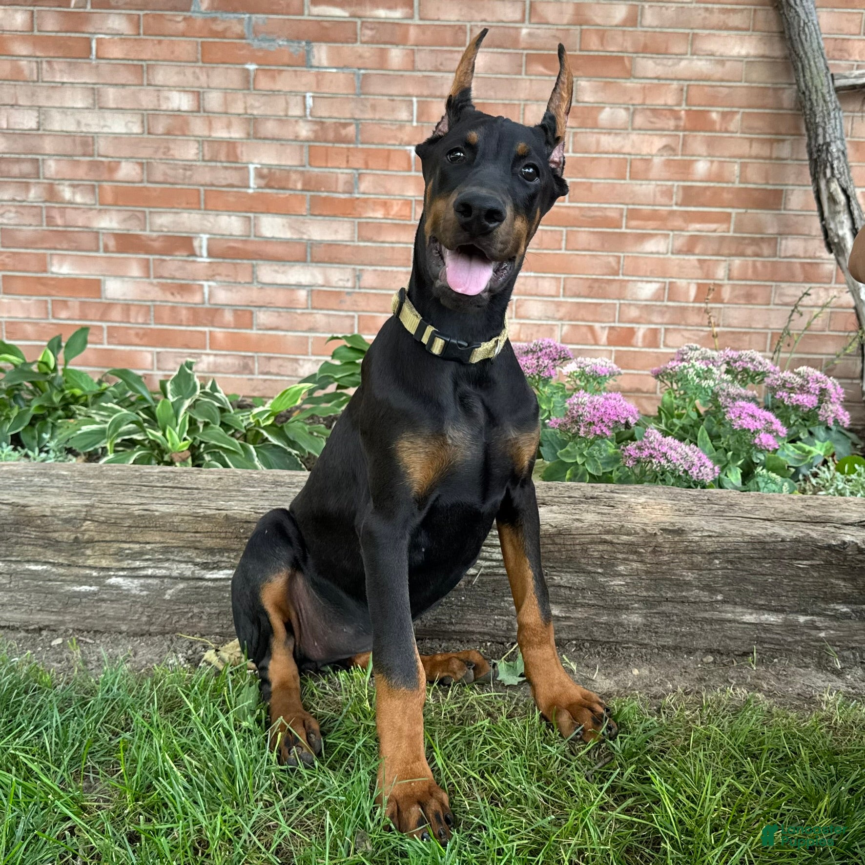 Doberman Pinscher dogs Zinnia - Ad 1