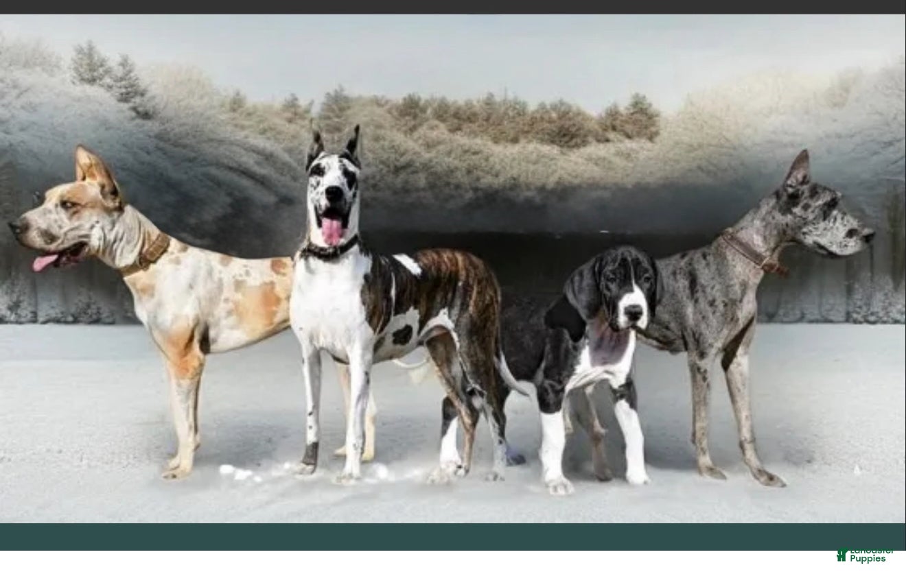 Great Dane dogs Upcoming litter, December 22 - Ad 2