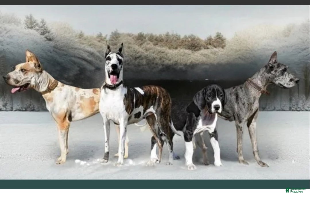 Great Dane dogs for sale: Upcoming litter, December 22 - Ad 1