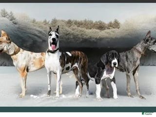 Great Dane dogs Upcoming litter, December 22 - Ad 25