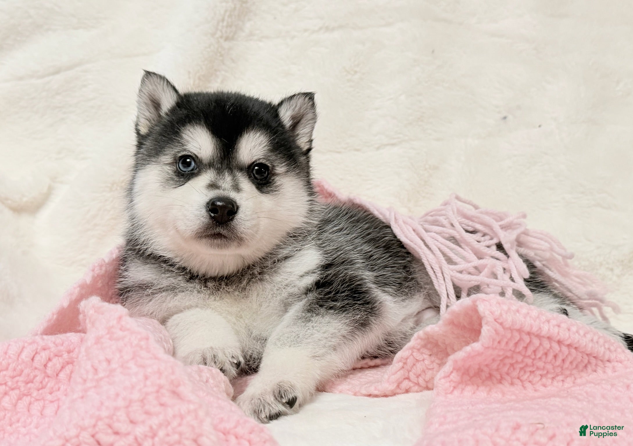Alaskan Klee Kai dogs Aspen  - Ad 21