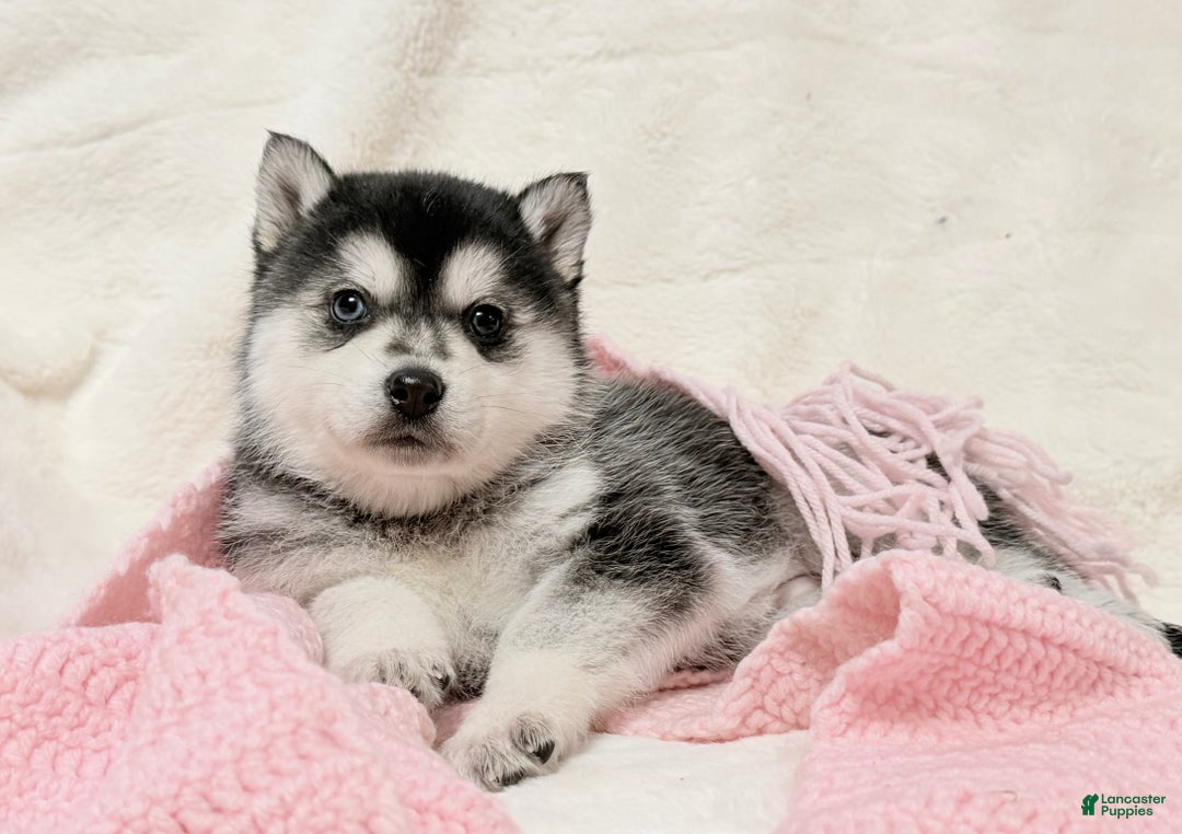 Alaskan Klee Kai dogs for sale: Aspen  - Ad 1