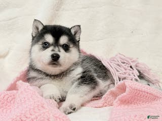 Alaskan Klee Kai dogs Aspen - Ad 21