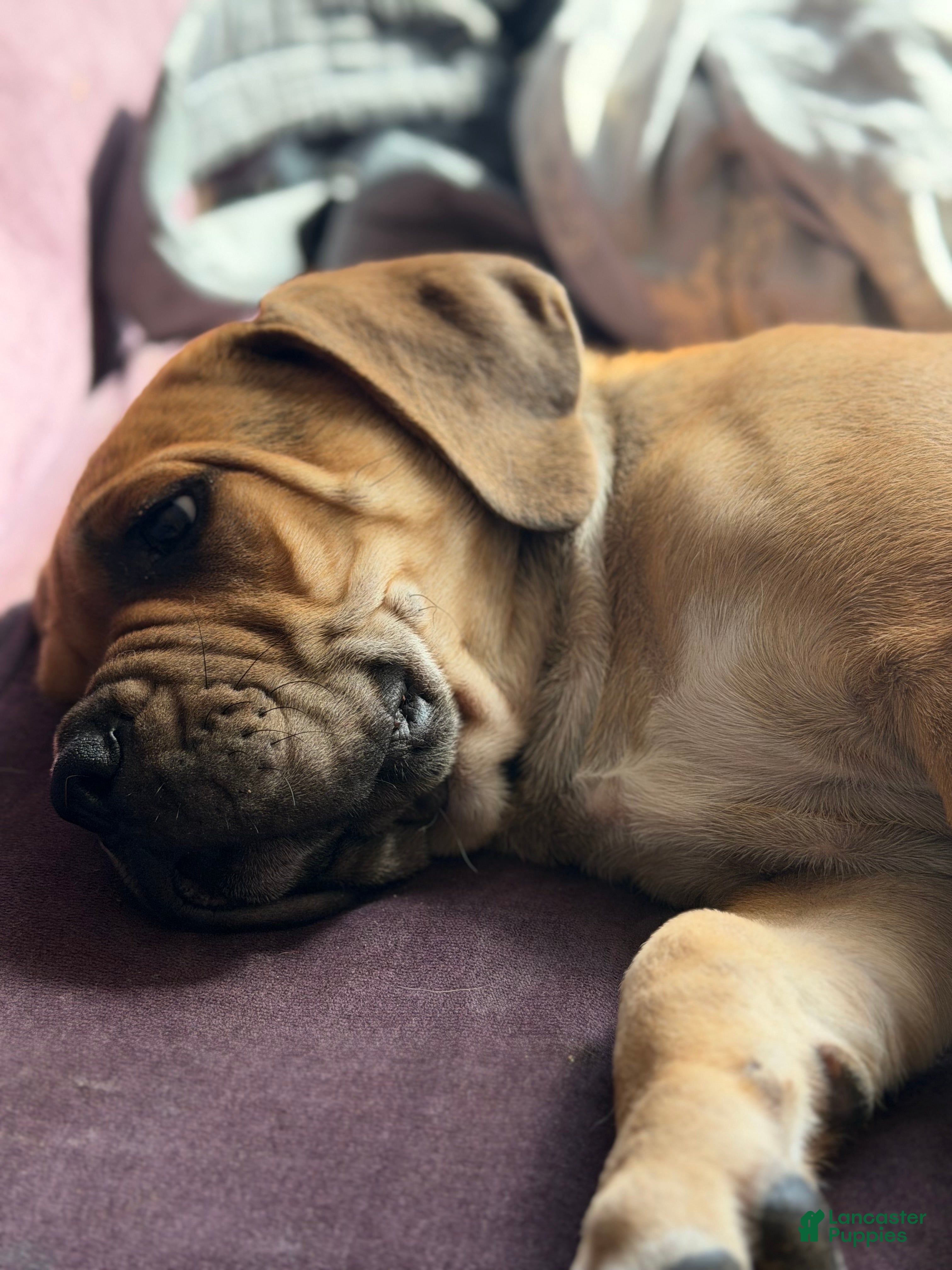 Cane Corso dogs Cane Corso Puppy 1 - Ad 14