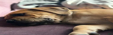 Cane Corso Puppy 1