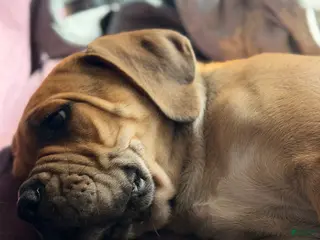 Cane Corso dogs Cane Corso Puppy 1 - Ad 12