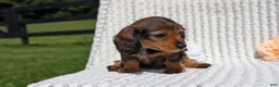 Miniature Dachshund dogs for sale: Rori - Ad 5