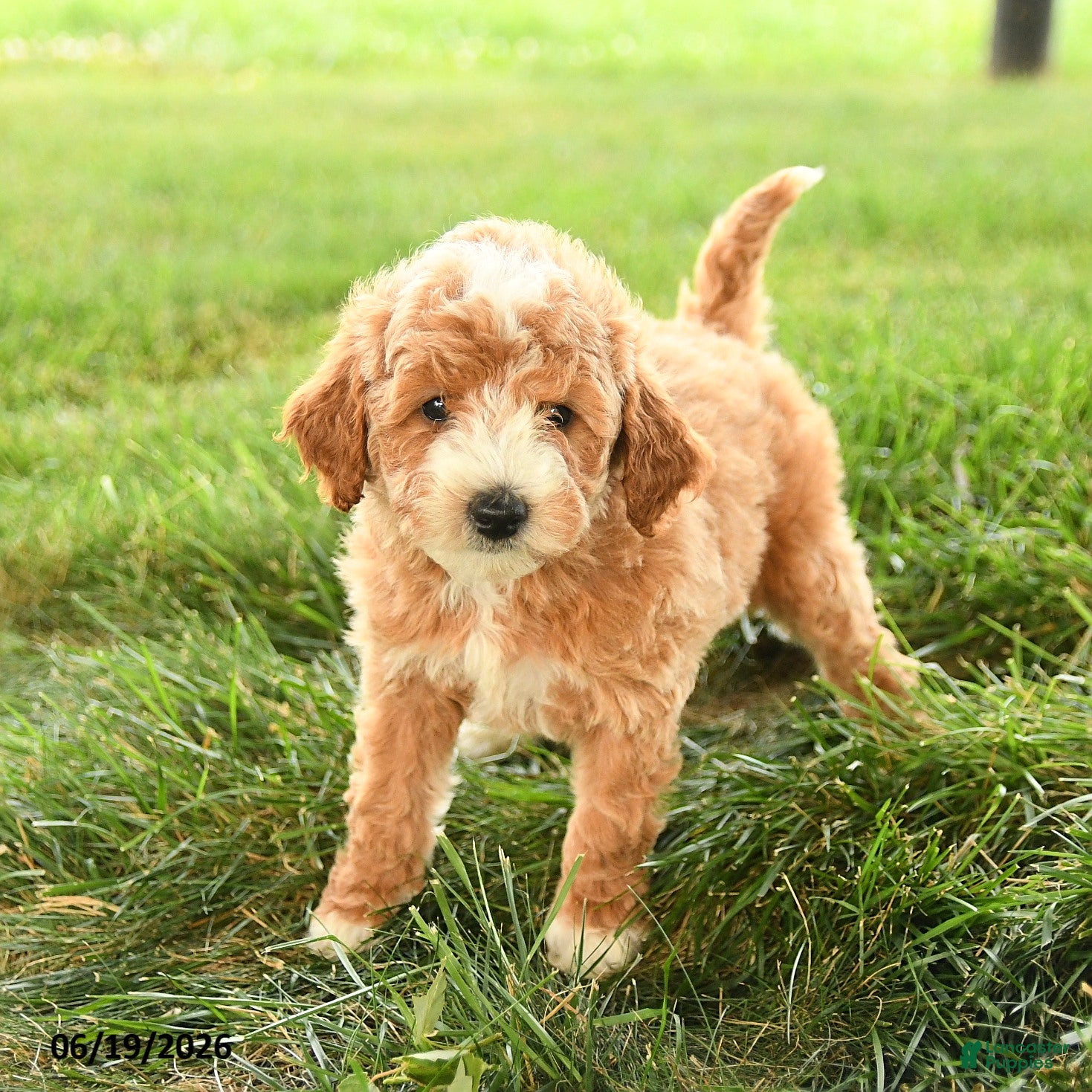 Mini Goldendoodle dogs Florence - Ad 2