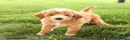 Mini Goldendoodle dogs for sale: Florence - Ad 2