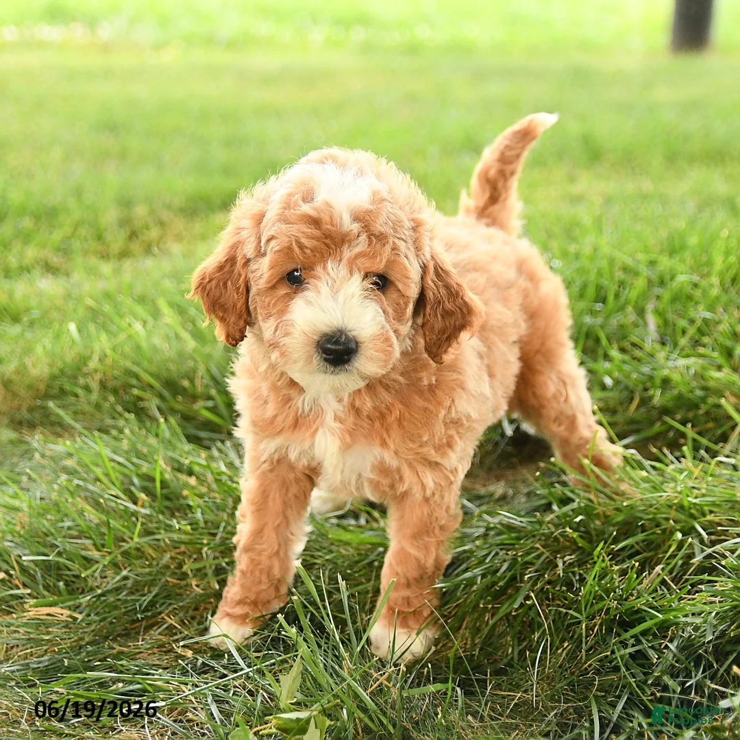 Mini Goldendoodle dogs for sale: Florence - Ad 2