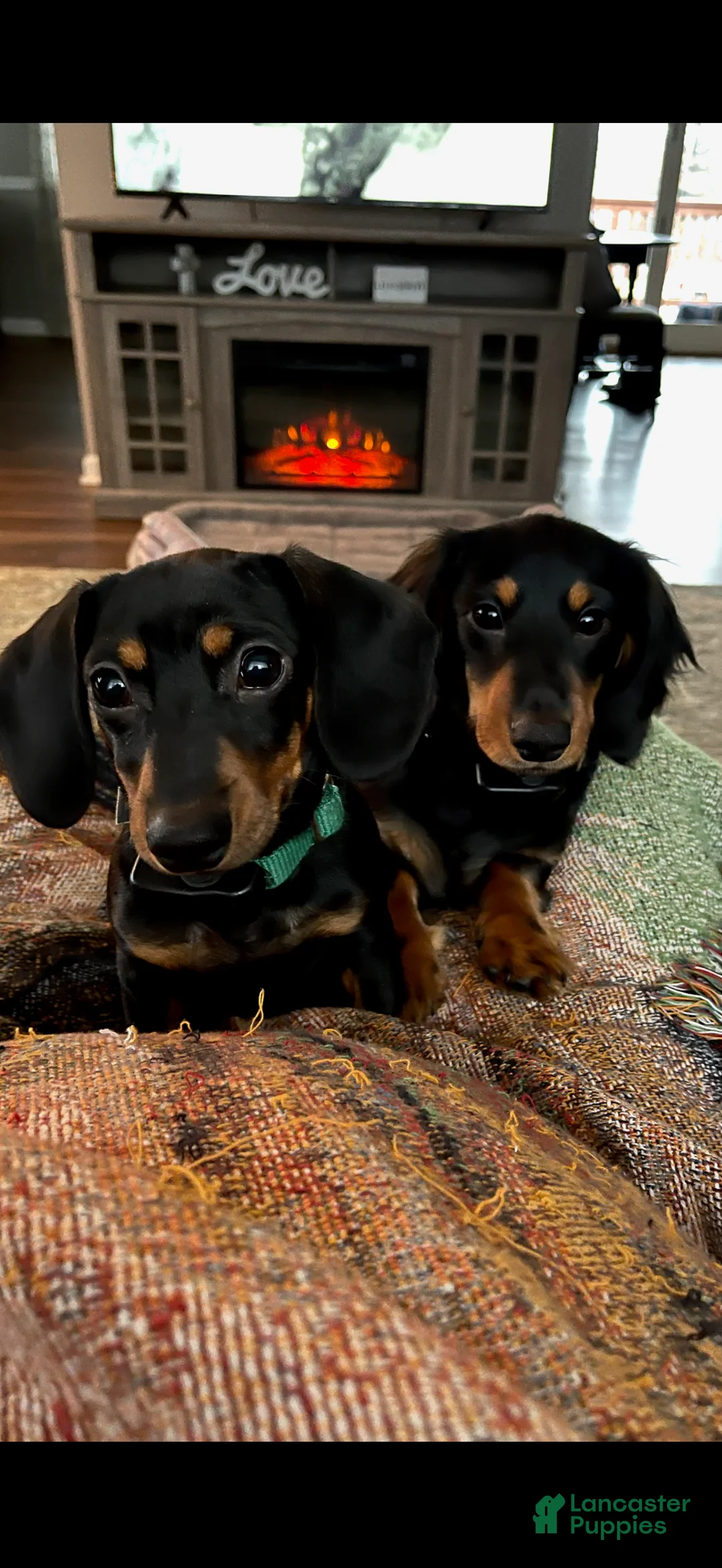 Miniature Dachshund dogs for sale: Miniature Dachshund Puppy 1 - Ad 8