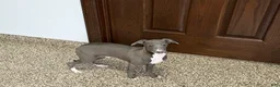 Italian Greyhound dogs for sale: Henry - Ad 8