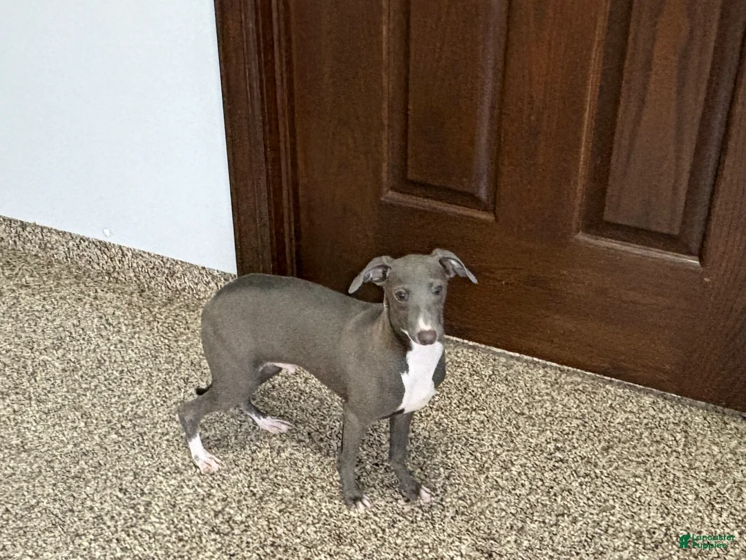 Italian Greyhound dogs for sale: Henry - Ad 8