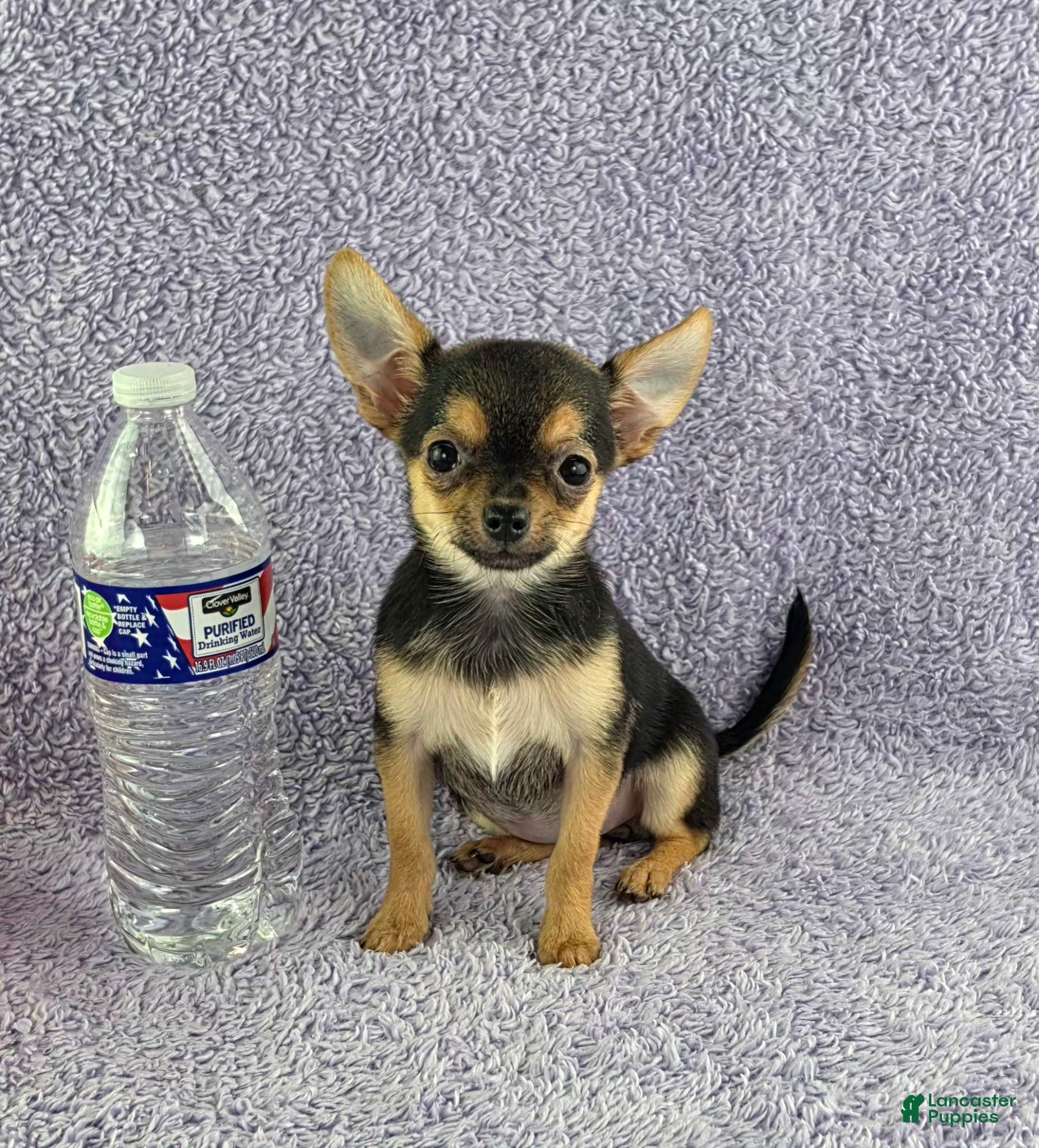 Zoey (Chihuahua, Female) in Brooksville, KY