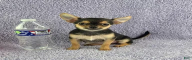 Zoey