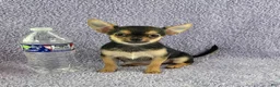 Chihuahua dogs for sale: Zoey - Ad 1