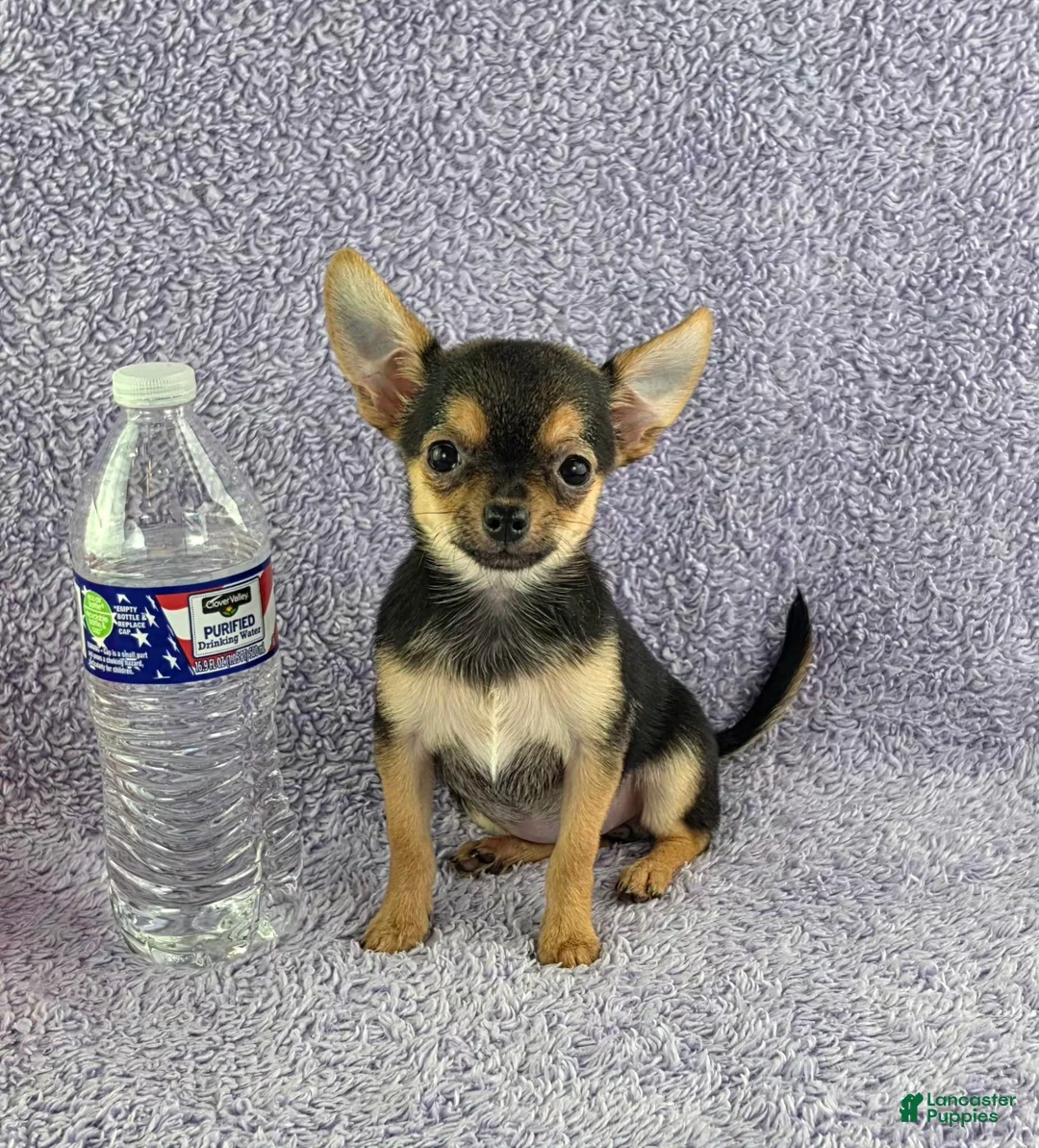 Chihuahua dogs for sale: Zoey - Ad 1