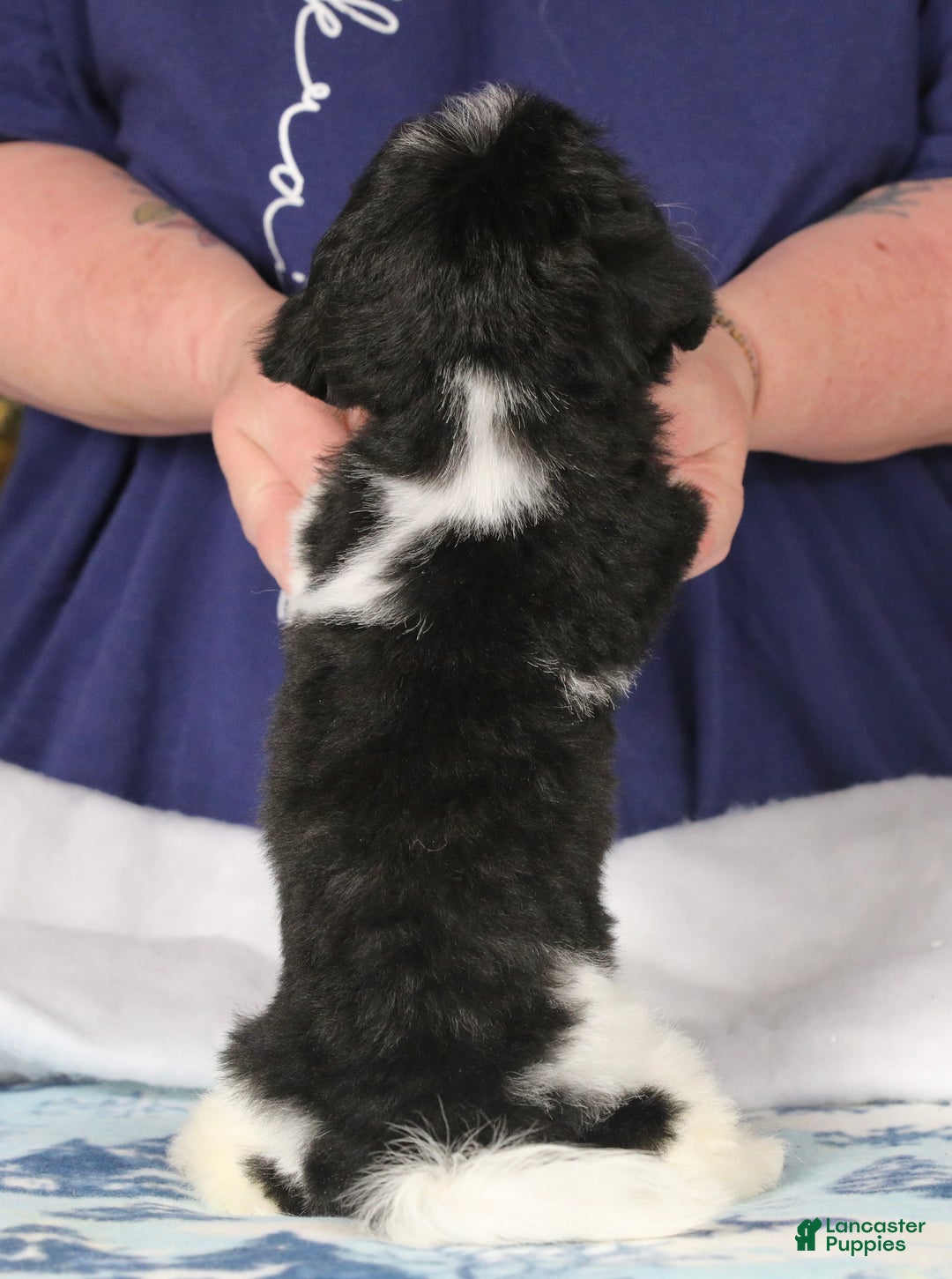 Teddy Bear dogs for sale: Noelle - Ad 54