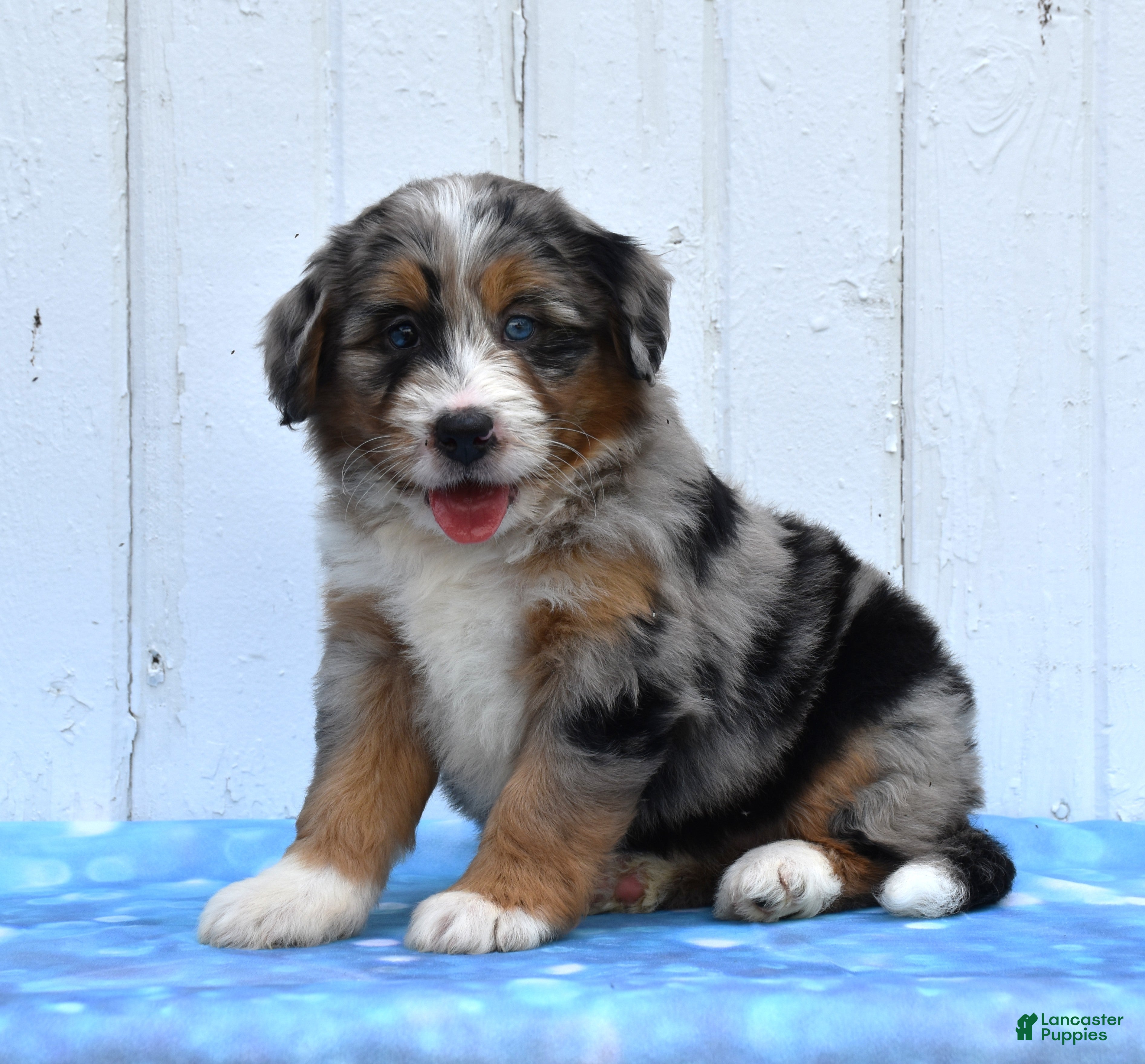 Mini Bernedoodle dogs Cammie - Ad 2
