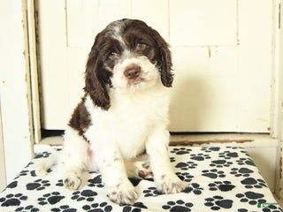 Mixed Breed dogs - Ad 2