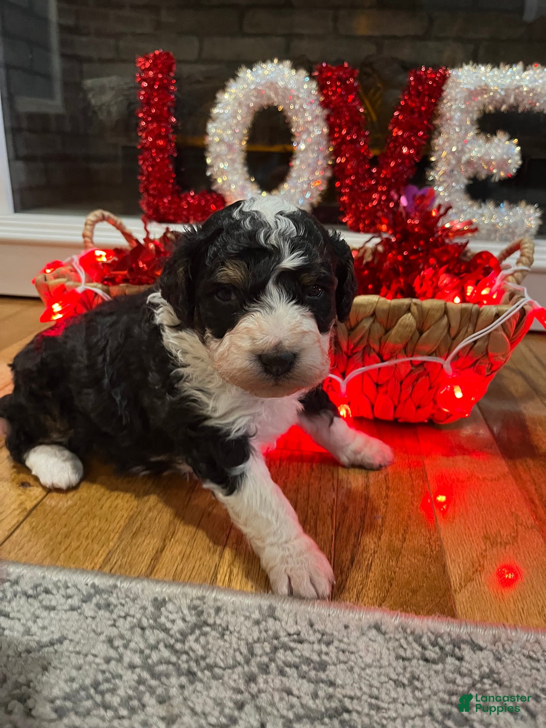 Mini Bernedoodle dogs for sale: Brandy - Ad 2