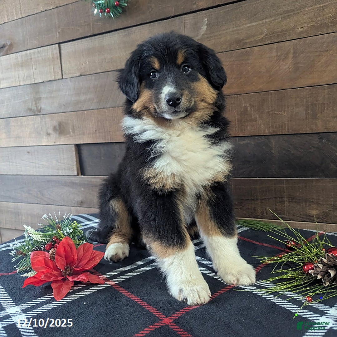 Mixed Breed dogs for sale: Brittany - Ad 2