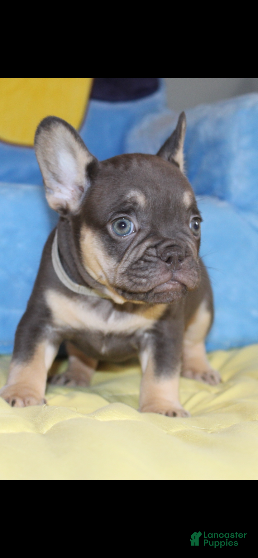 French Bulldog dogs French Bulldog Puppy 2 - Ad 1