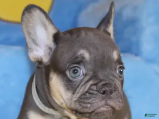 French Bulldog dogs for sale: French Bulldog Puppy 2 - Ad 2