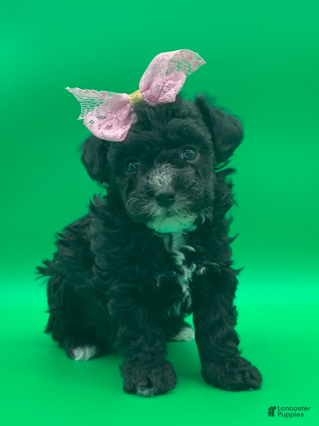 Toy Poodle dogs for sale: becky - Ad 3