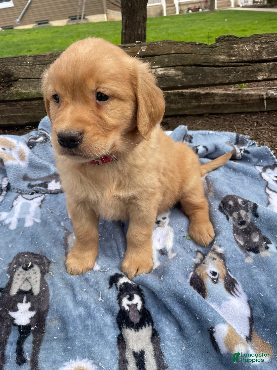 Golden Retriever dogs for sale: Sadie - Ad 4