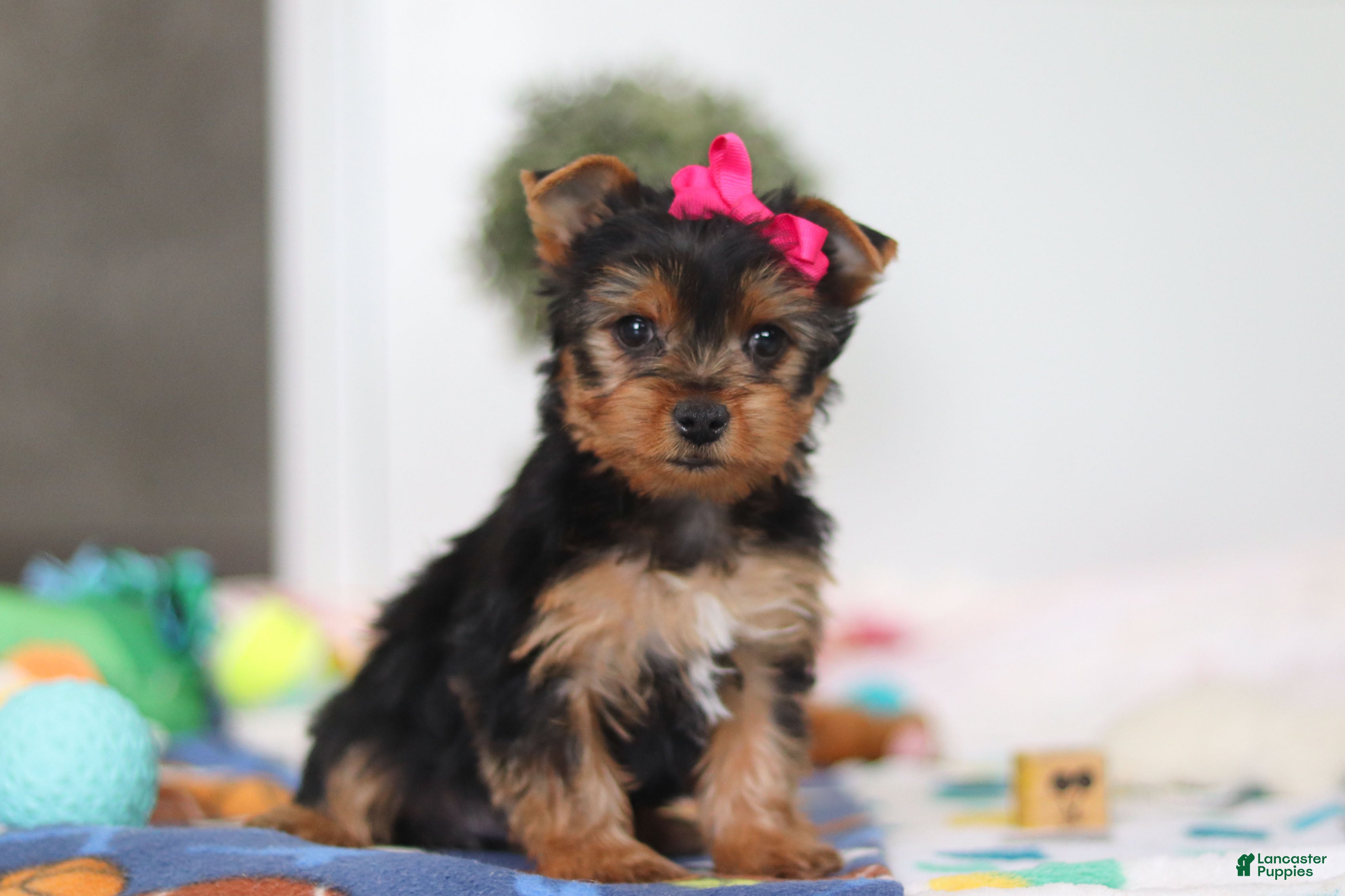 Yorkshire Terrier dogs Hazel - Ad 1