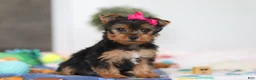 Yorkshire Terrier dogs for sale: Hazel - Ad 3