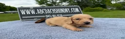 Miniature Dachshund dogs for sale: South African AKC Carrie’s Choc CR - Ad 14