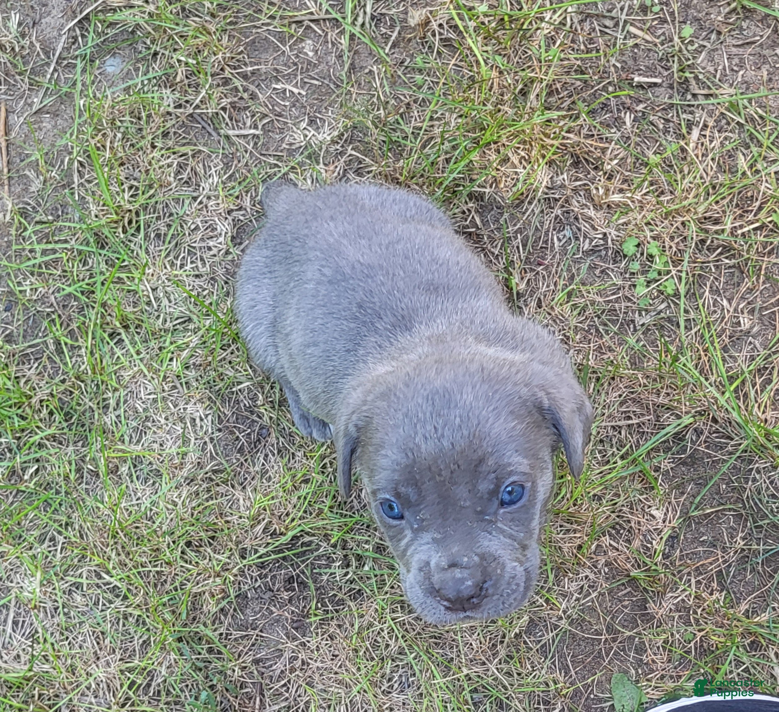 Cane Corso dogs Cane Corso 2 - Ad 37