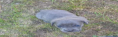 Cane Corso 2