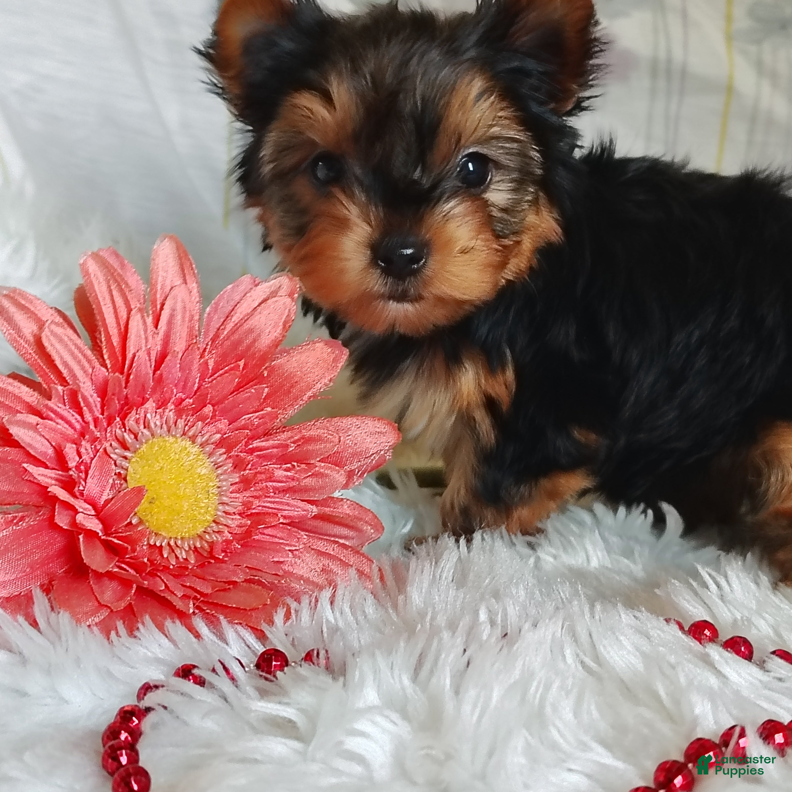 Yorkshire Terrier dogs Suzie - Ad 2