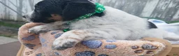Australian Cattle Dog dogs for sale: Australian Cattle Dog Puppy 4 Bish - Ad 2