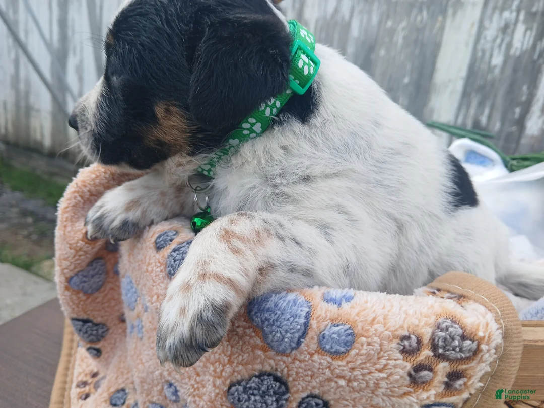 Australian Cattle Dog dogs for sale: Australian Cattle Dog Puppy 4 Bish - Ad 2
