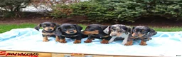 Miniature Dachshund dogs for sale: Lucas - Ad 2