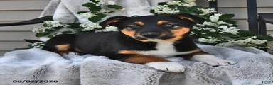 Hazel