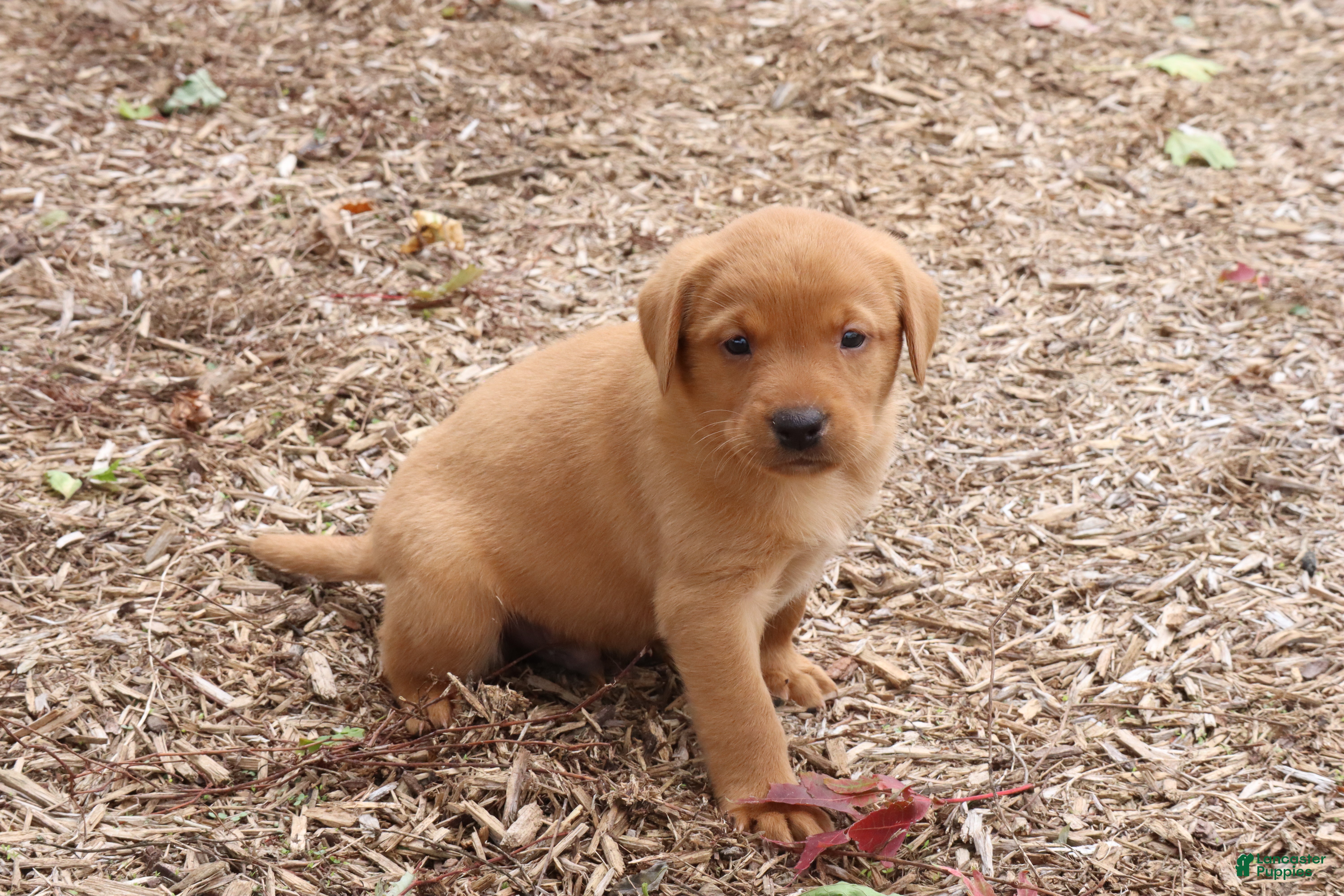 Cinnamon (Labrador, Male) in Bernville, PA