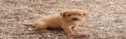 Labrador Retriever dogs for sale: Cinnamon - Ad 4