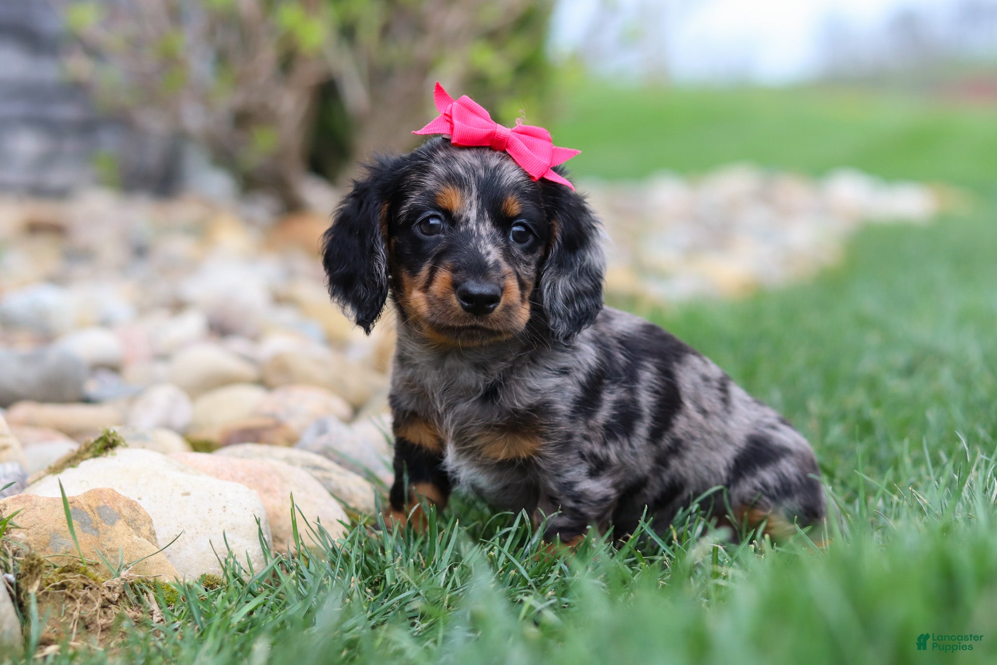 Miniature Dachshund dogs Lucy - Ad 2