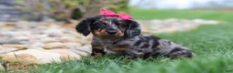 Miniature Dachshund dogs for sale: Lucy - Ad 2