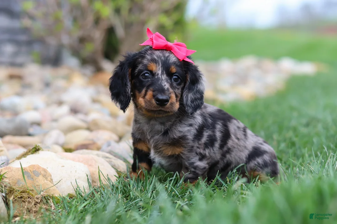 Miniature Dachshund dogs for sale: Lucy - Ad 2