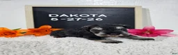 Miniature Schnauzer dogs for sale: Dakota - Ad 3