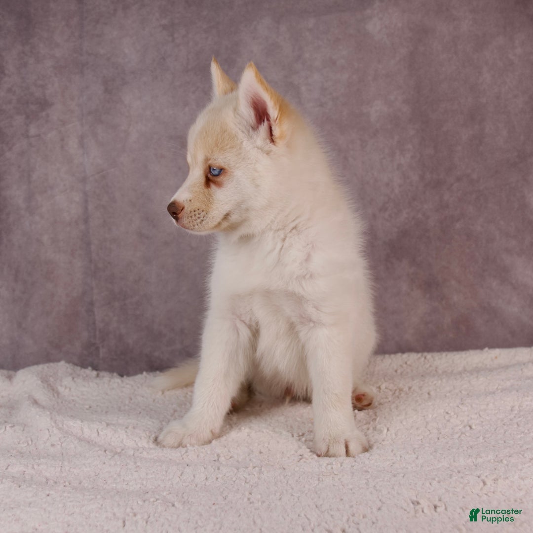 Pomsky dogs for sale: AJay - Ad 7