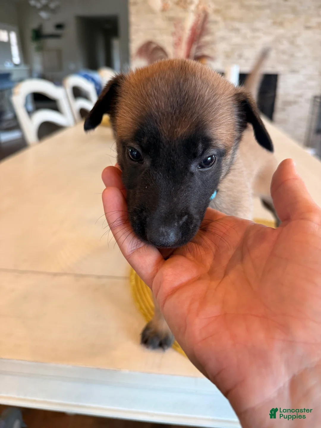 Belgian Malinois dogs for sale: The Bride - Ad 1