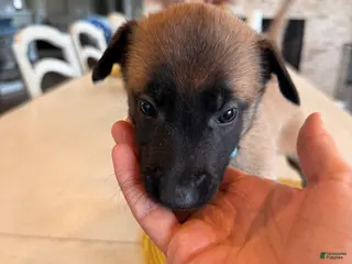Belgian Malinois dogs for sale: The Bride - Ad 3